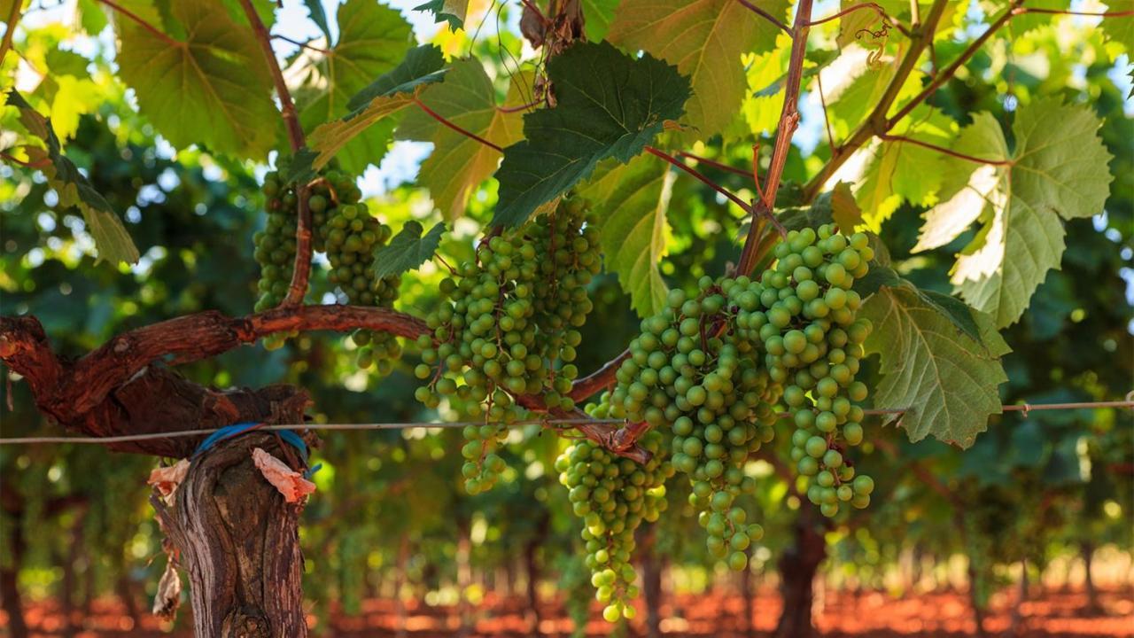 Farmhouse Cubani Bale Ngoại thất bức ảnh