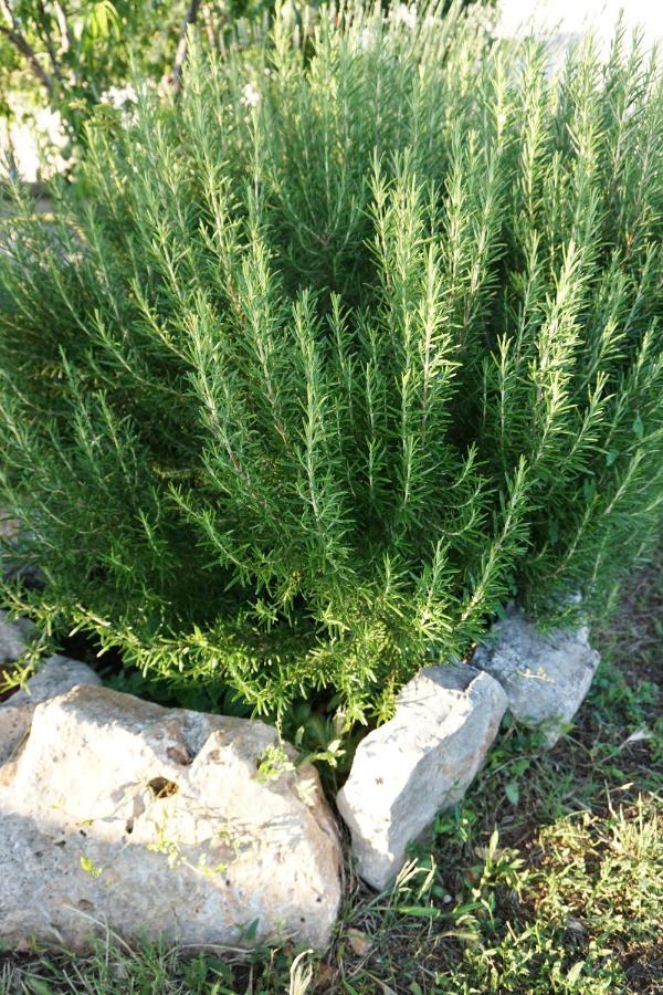 Farmhouse Cubani Bale Ngoại thất bức ảnh